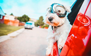 Dog riding in a car